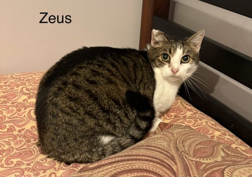 ZUES - Tabby available for adoption