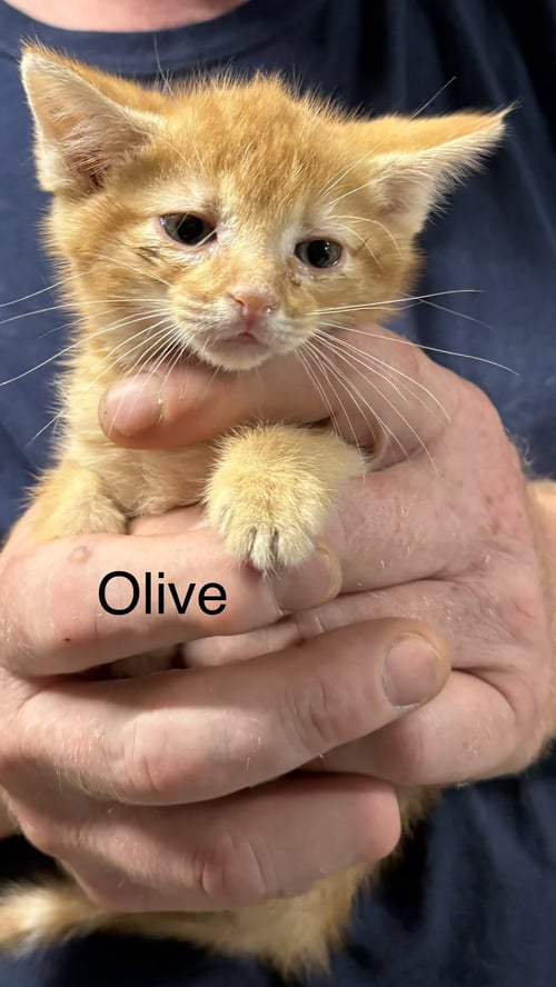 OLIVE    (RG) - Domestic Short Hair for adoption in Clarksville