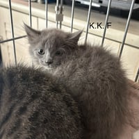 K.K.      (rt) - Photo 1
