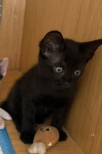 kitten 1 - Photo 1