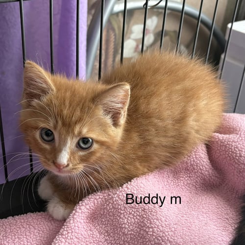 BUDDY   (RT) - Domestic Short Hair for adoption in Clarksville