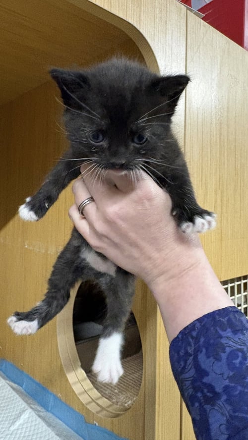AJAY - Domestic Short Hair available for adoption