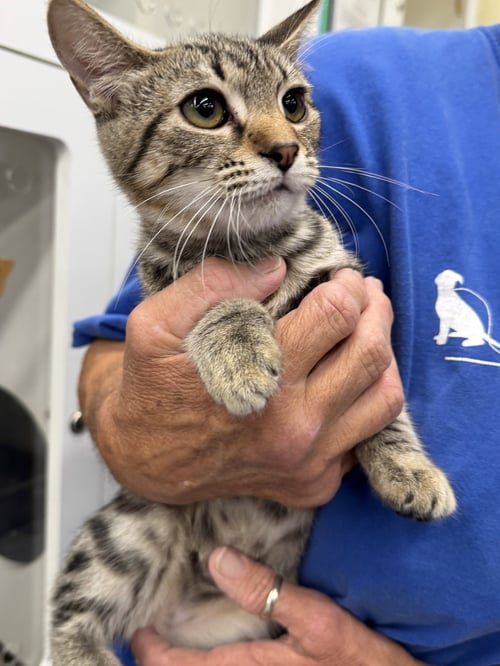 ADDY  (RT) - Domestic Short Hair available for adoption