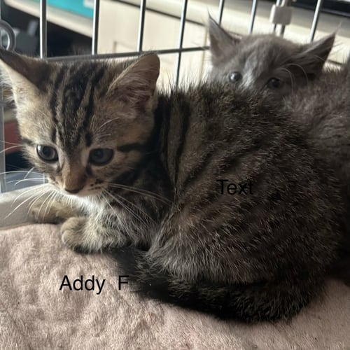 ADDY  (RT) - Domestic Short Hair available for adoption