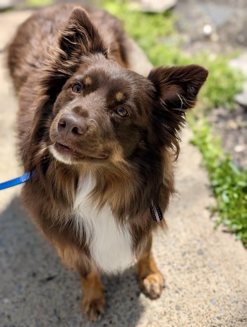 CUTIE (EW) - Australian Shepherd available for adoption
