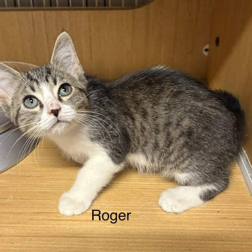 RODGER ( TH) - Domestic Short Hair available for adoption
