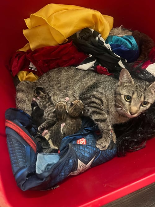 CHERRY ( RG) - Domestic Short Hair available for adoption