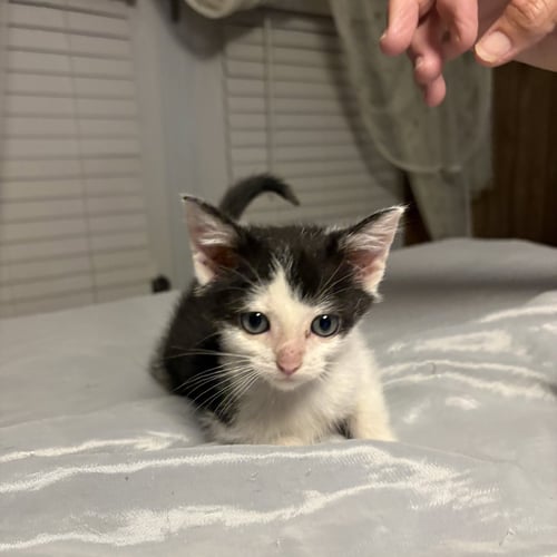 ATTICUS ( RT) - Domestic Short Hair available for adoption