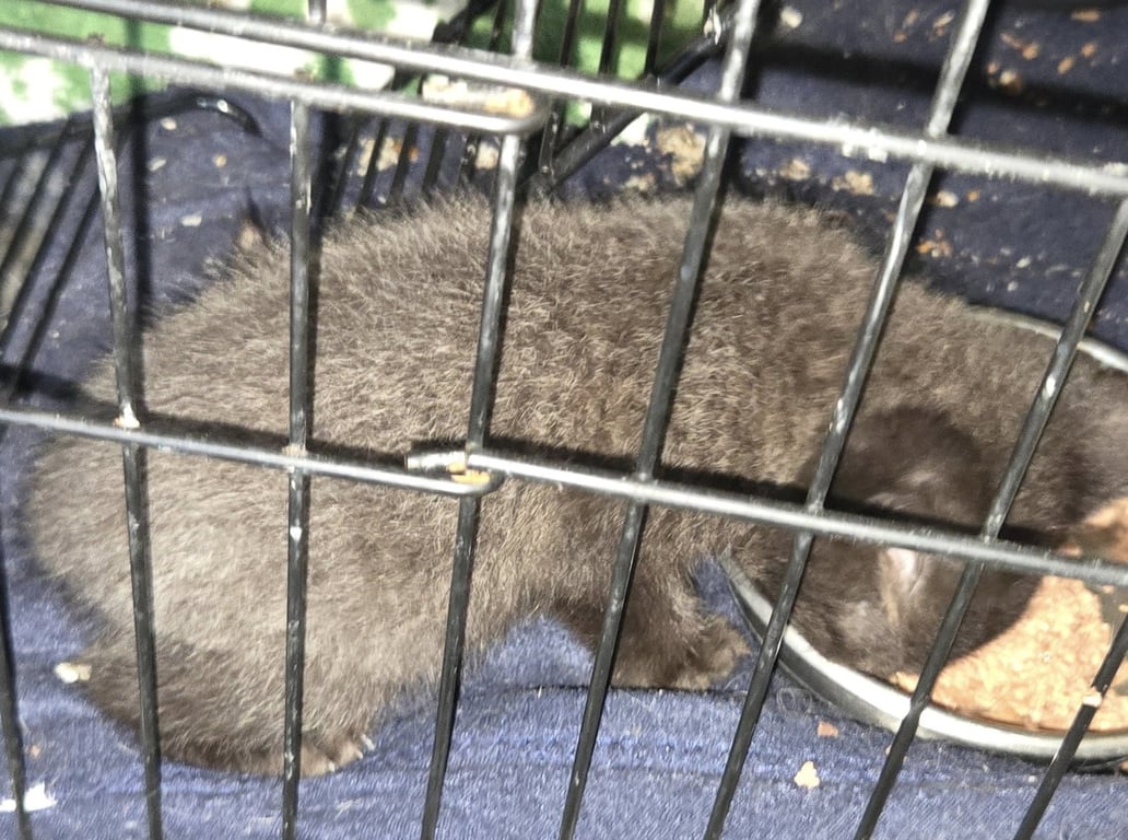 Snuggles  ( nd) Image