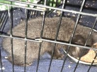 Snuggles  ( nd) - Photo 1