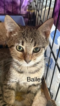 Bailey    (dc) - Photo 1