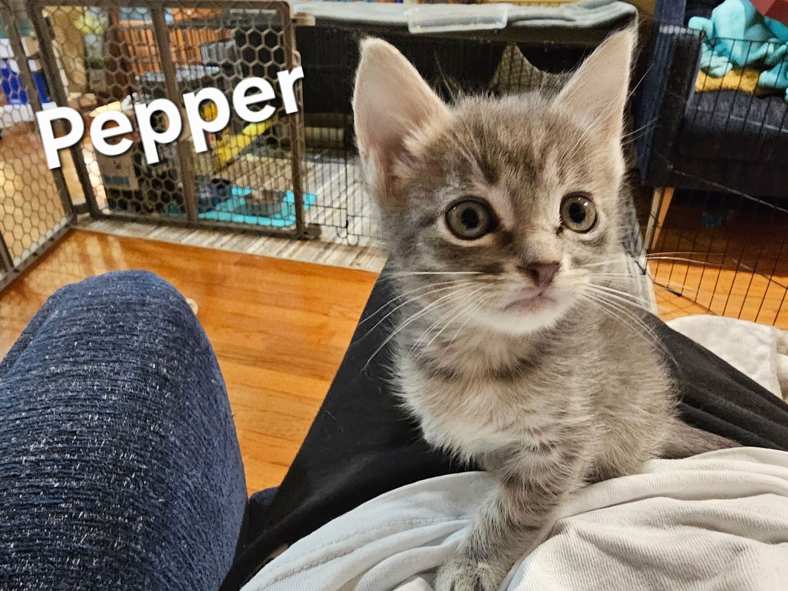 PEPPER - Domestic Short Hair available for adoption