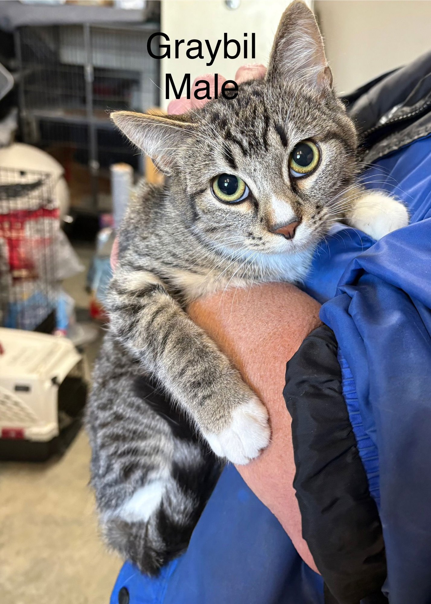 GRAYBIL - Domestic Short Hair available for adoption