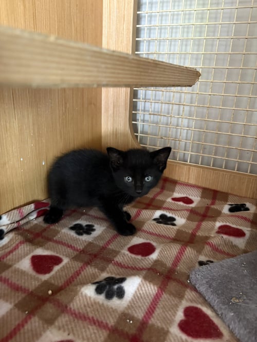 ALISTER ( TH) - Domestic Short Hair available for adoption