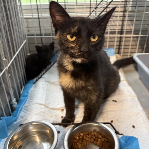 TIRIMASU    ( MB) PLUS  5 DOB 17 MAY 26 - Domestic Short Hair / Tortoiseshell available for adoption
