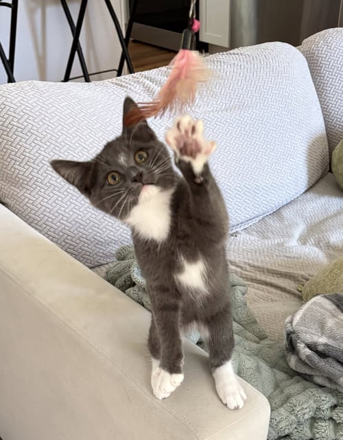 BOB - Domestic Short Hair / Bobtail available for adoption