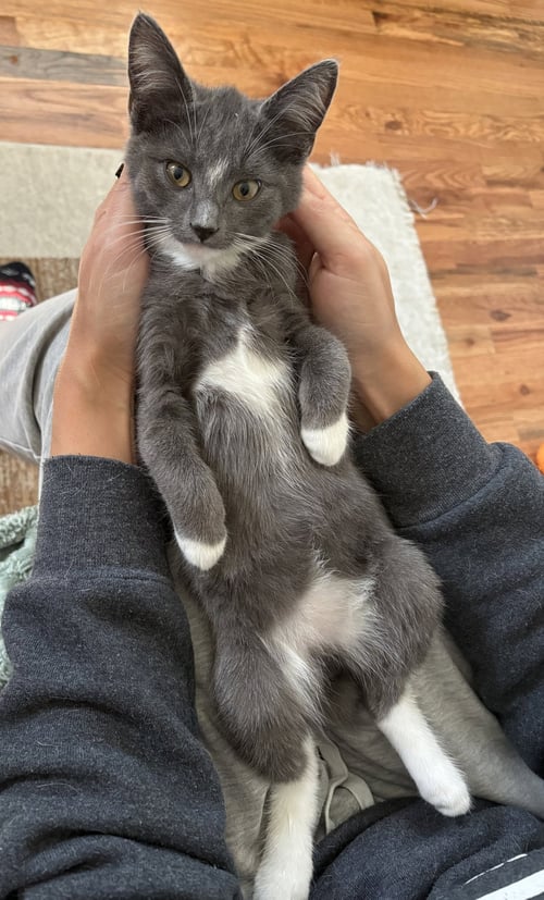 BOB - Domestic Short Hair / Bobtail available for adoption
