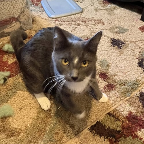 BOB - Domestic Short Hair / Bobtail available for adoption