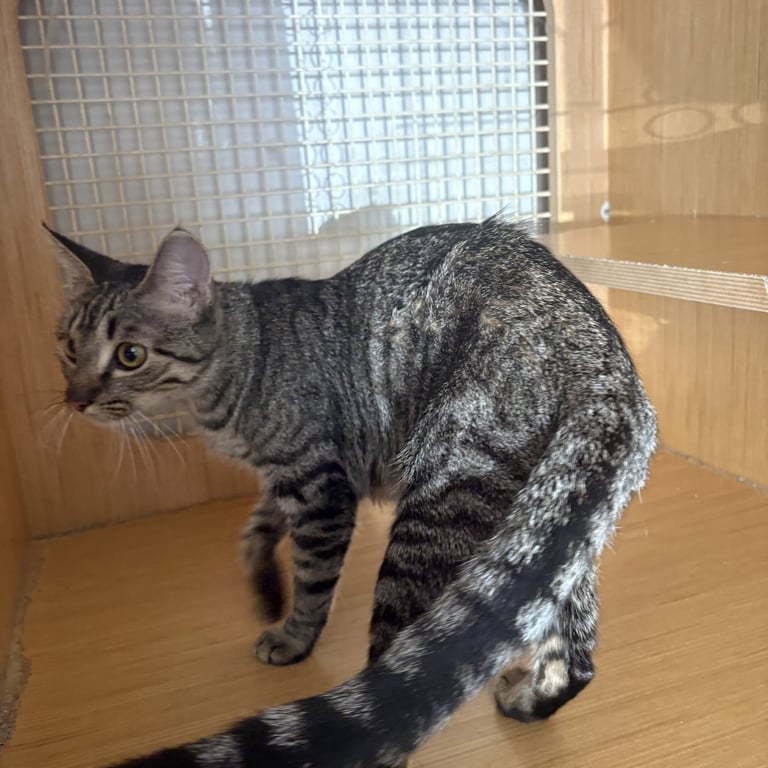 Kitty (bb) Image