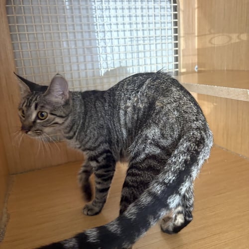 KITTY (BB) PLUS 4 - Domestic Short Hair available for adoption