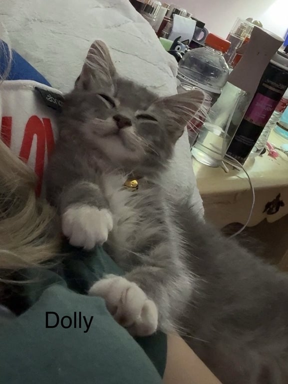 Dolly (th) Image
