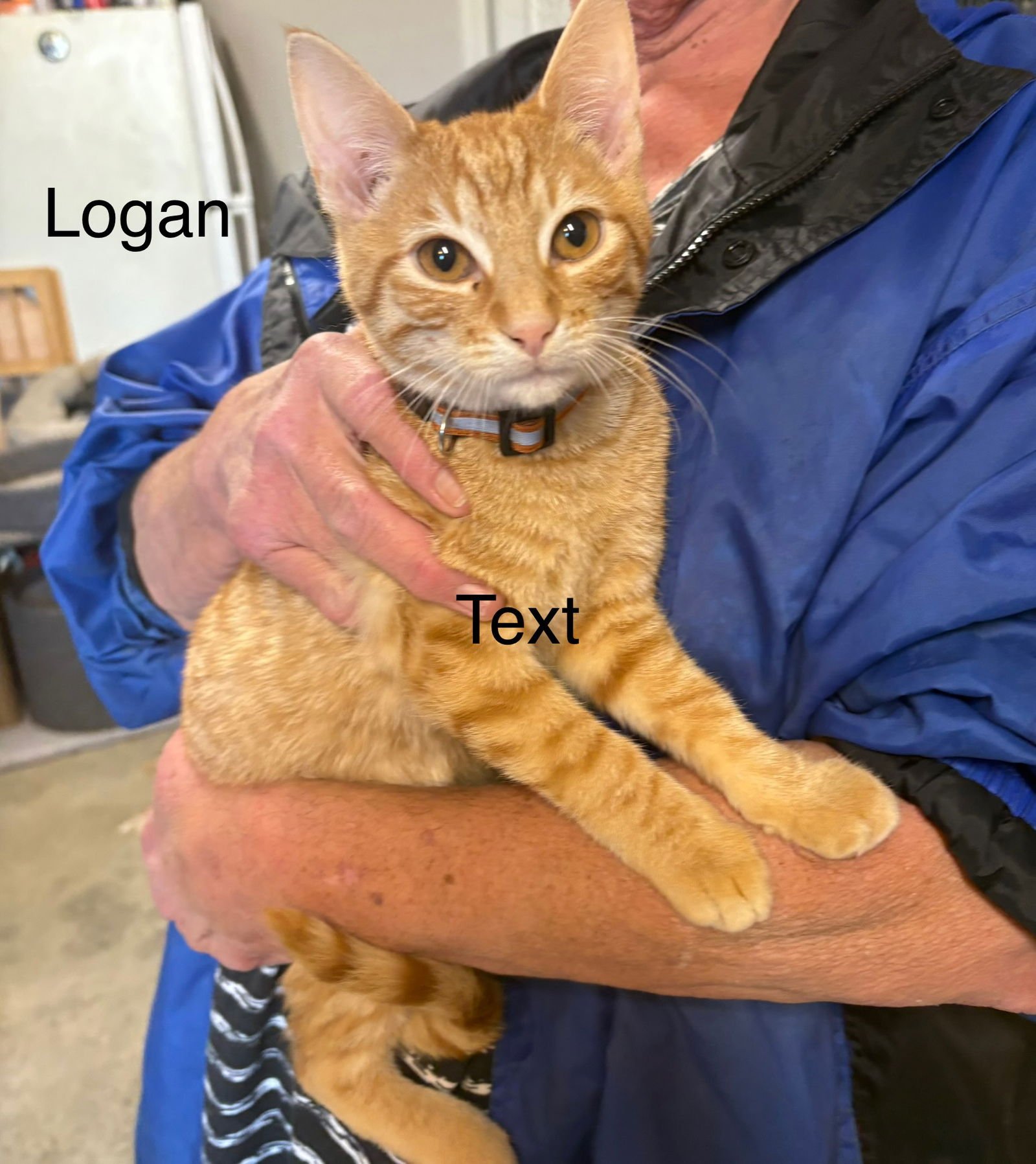 LOGAN - Domestic Short Hair available for adoption