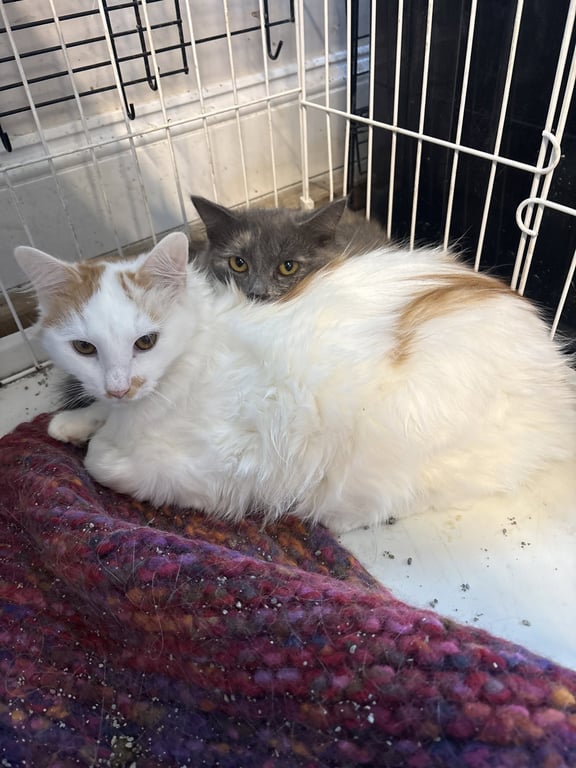 Fuzzy ( th) Image