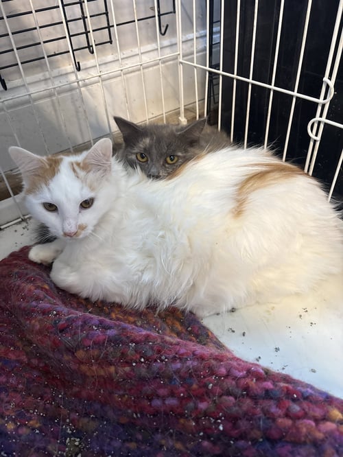 FUZZY ( TH) - Domestic Long Hair available for adoption