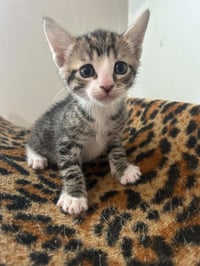 Ernie   (rg) - Photo 1