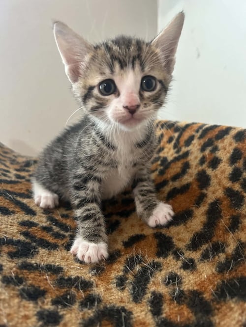 ERNIE   (RG) - Domestic Short Hair available for adoption