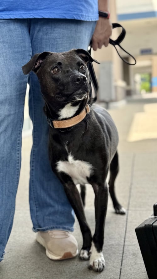 FELICIA (EZ) - Border Collie available for adoption