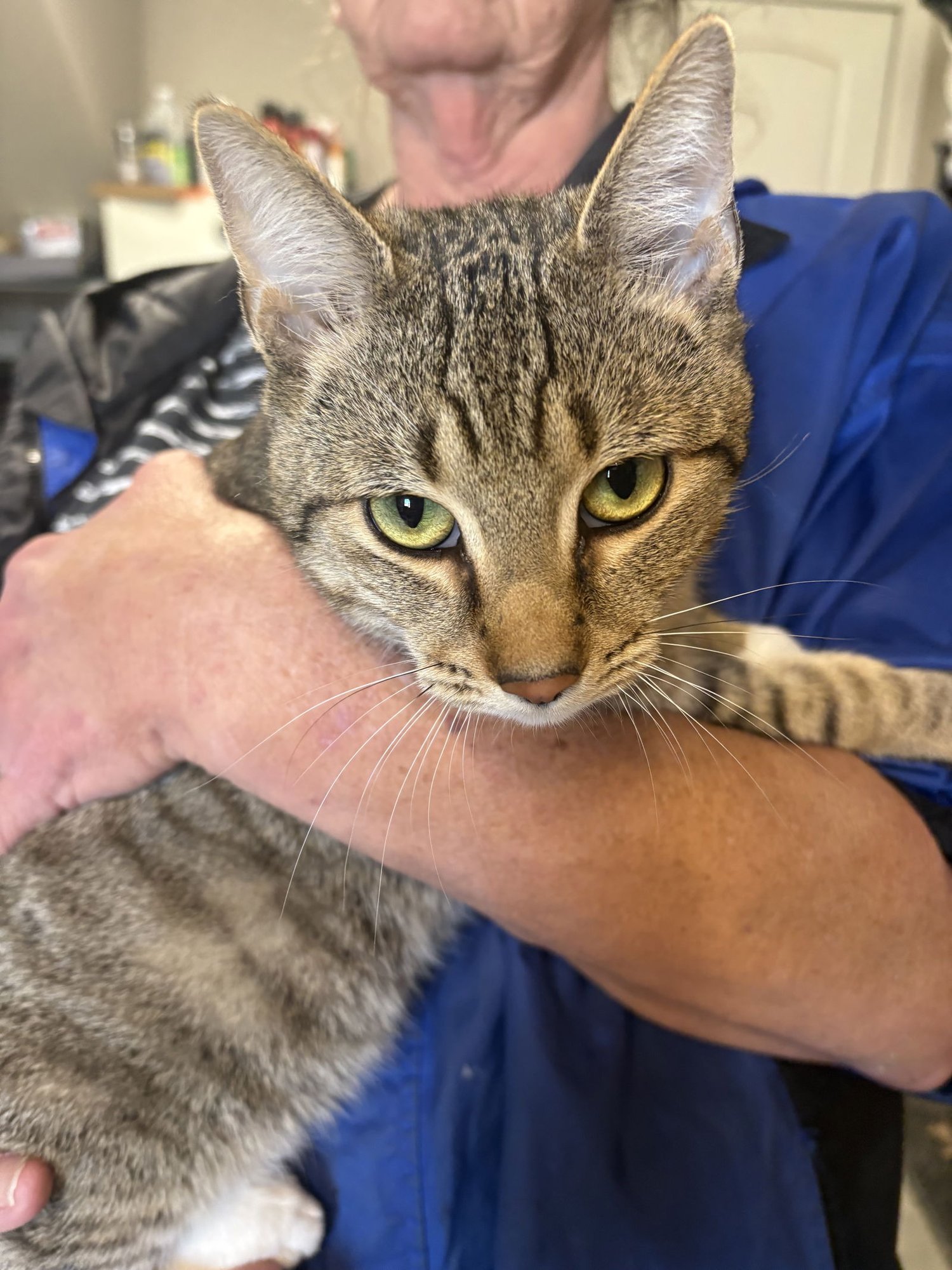 ROMAN - Domestic Short Hair available for adoption