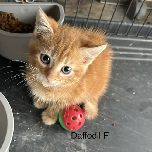 DAFFODILL     (RT) - Domestic Short Hair available for adoption