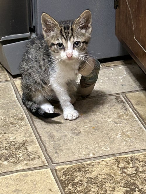 DASH   (KK) - Domestic Short Hair available for adoption
