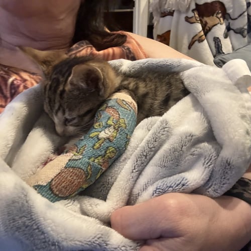 DASH   (KK) - Domestic Short Hair available for adoption