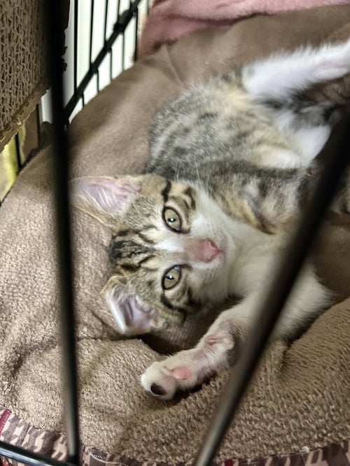 DASH   (KK) - Domestic Short Hair available for adoption