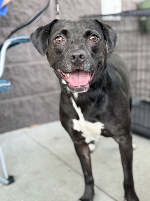 RAYLA - Border Collie / Beagle available for adoption