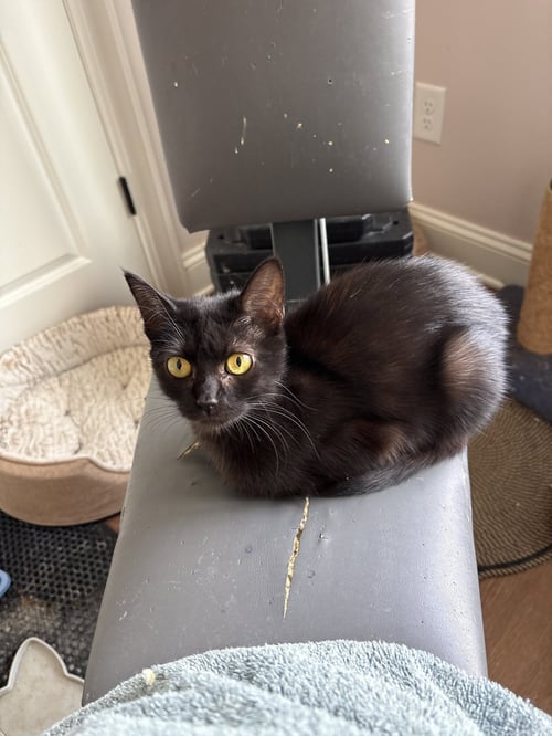 SHIRLEY AKA SILKY  ( TH) - Domestic Short Hair available for adoption