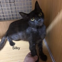 Silky - Photo 1