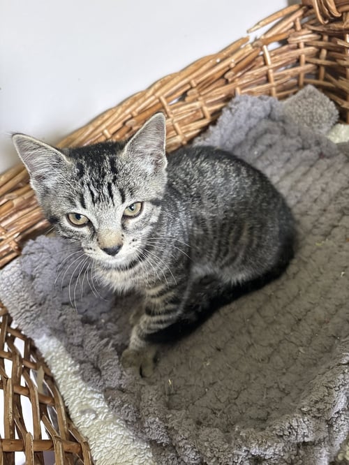 ZIGGY.  ( TH) - Domestic Short Hair for adoption in Clarksville