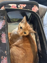 Buddy  ( sr) - Photo 1