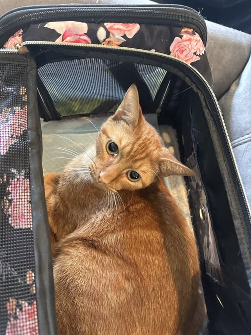 BUDDY  ( SR) - Domestic Short Hair available for adoption