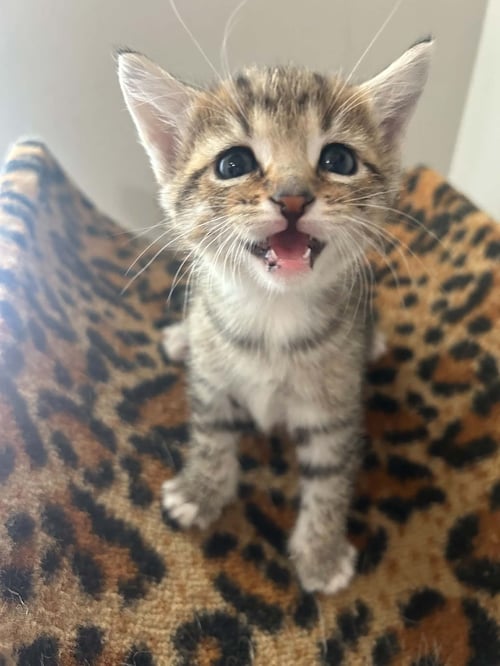 BERT    (RG) - Domestic Short Hair available for adoption