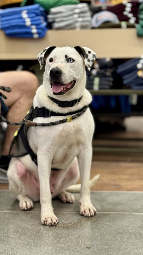 BLUE (JH) - Pit Bull Terrier available for adoption