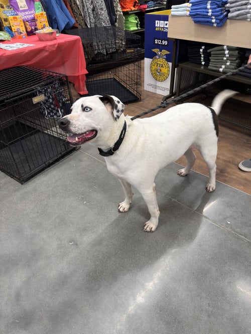 BLUE (JH) - Pit Bull Terrier available for adoption