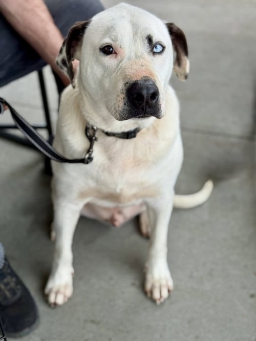 BLUE (JH) - Pit Bull Terrier available for adoption