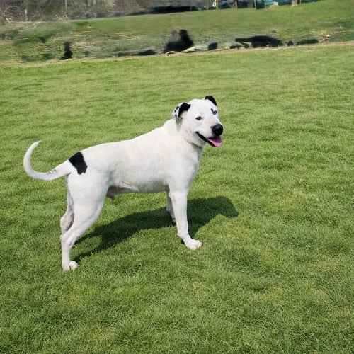 BLUE (JH) - Pit Bull Terrier available for adoption
