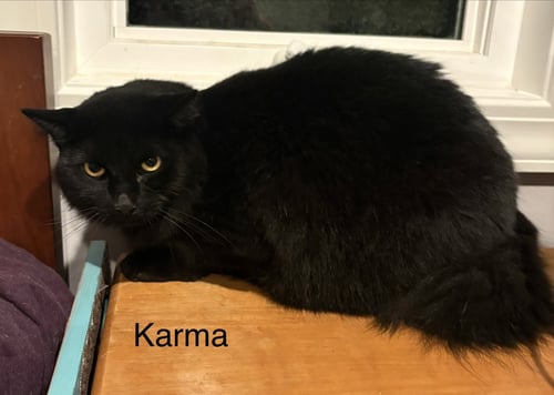 KARMA - Domestic Long Hair available for adoption