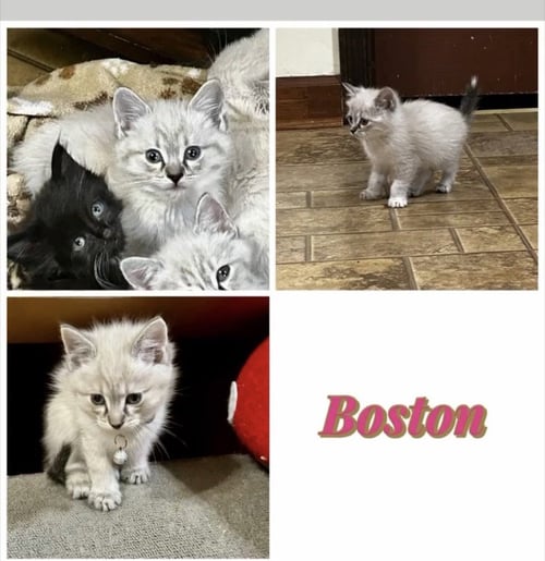 BOSTON (KK)