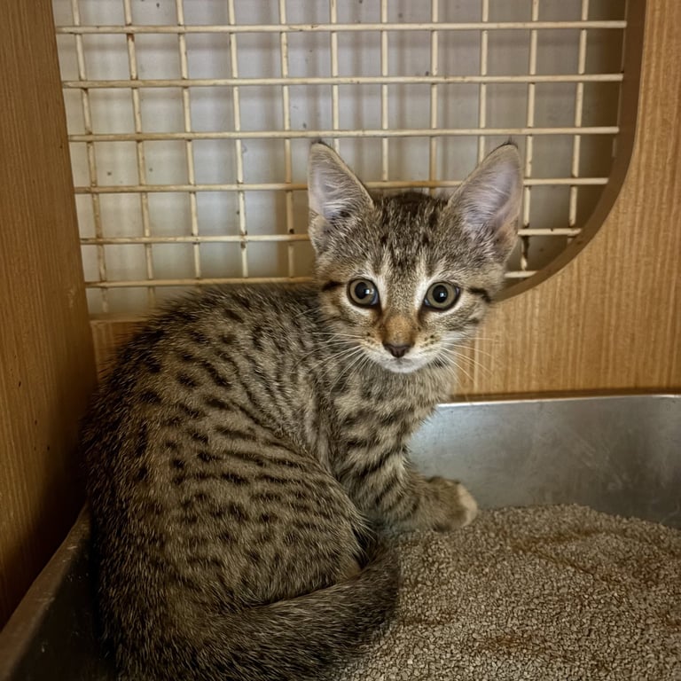 Brown tabby kitten Image